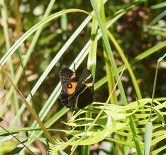 Tisiphone abeona albifascia