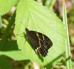 Tisiphone abeona albifascia