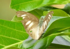 Appias lyncida eleonora