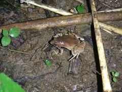 Microhyla achatina