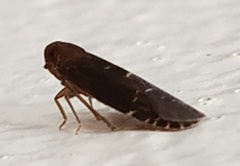 Plectoderini