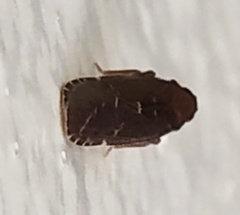 Plectoderini