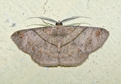 Petelia medardaria