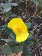 Dendromecon harfordii