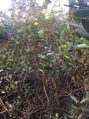 Dendromecon harfordii