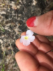 Leptosiphon liniflorus