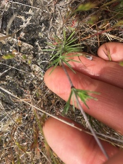 Leptosiphon liniflorus