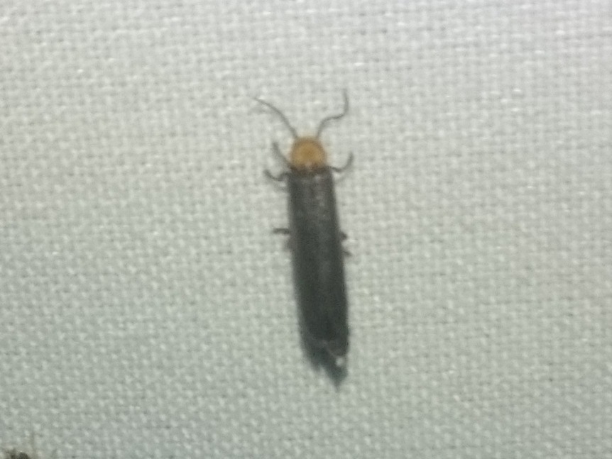 Photinus julietabrambilae