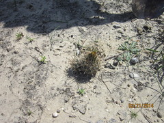 Ancistrocactus scheeri