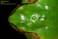 Hyla japonica
