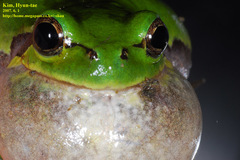 Hyla japonica