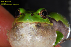 Hyla japonica
