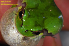 Hyla japonica