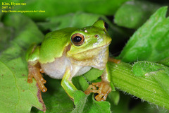 Hyla japonica