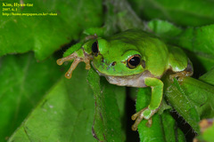 Hyla japonica