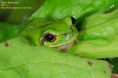 Hyla japonica