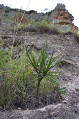 Xerophyta pinifolia image