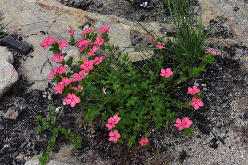 Catharanthus ovalis