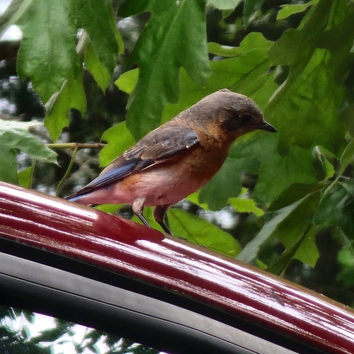 Eastern Bluebird photographed in Mississippi