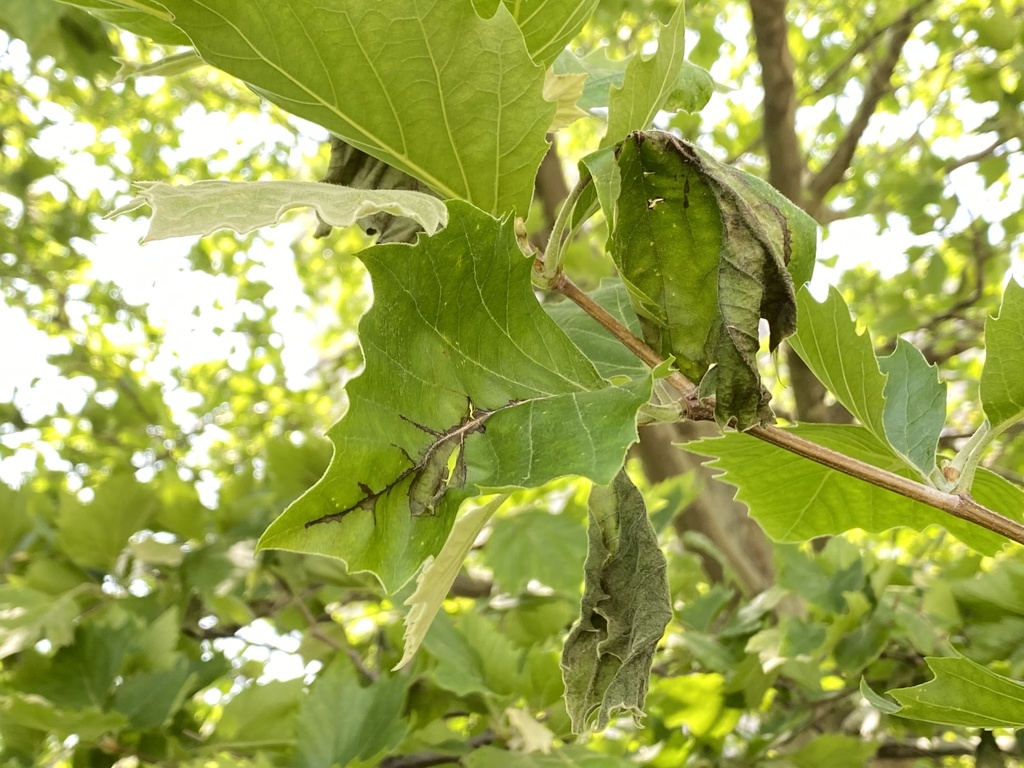sycamore anthracnose