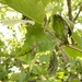 Sycamore Anthracnose - Photo (c) David Jeffrey Ringer, some rights reserved (CC BY-NC), uploaded by David Jeffrey Ringer