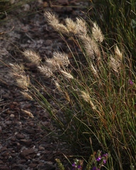 Pentameris curvifolia