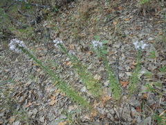 Liatris hesperelegans