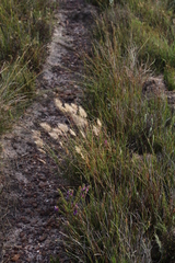 Pentameris curvifolia