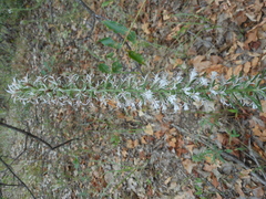 Liatris hesperelegans