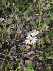 Xanthosia rotundifolia