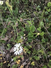 Xanthosia rotundifolia
