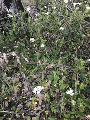 Xanthosia rotundifolia