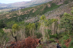 Aspalathus macrantha