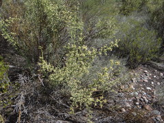 Hualania colletioides