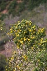 Aspalathus macrantha