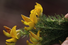 Aspalathus macrantha