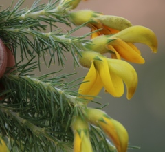 Aspalathus macrantha