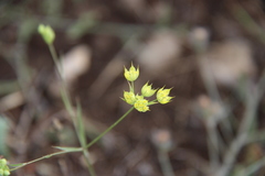 Bupleurum apiculatum