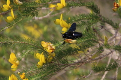 Aspalathus macrantha