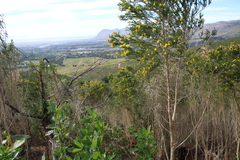 Aspalathus macrantha