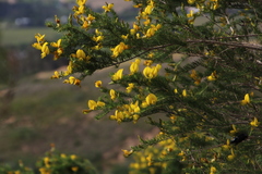 Aspalathus macrantha