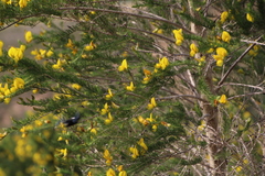 Aspalathus macrantha