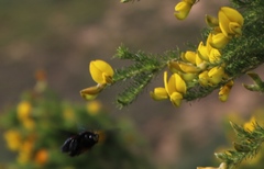 Aspalathus macrantha