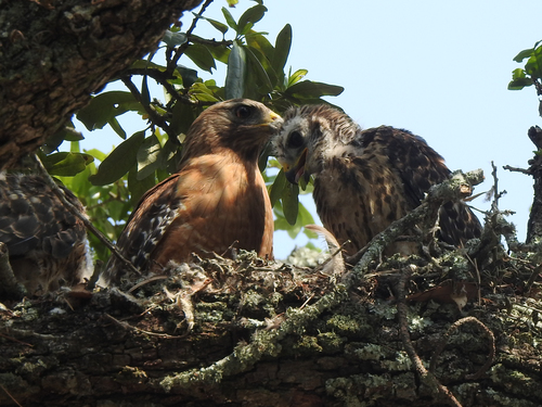 Red-shouldered Hawk photographed in Louisiana