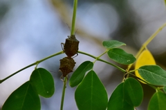 Cappaea taprobanensis