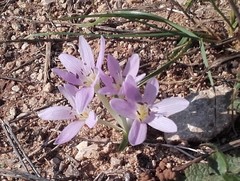 Colchicum cupanii