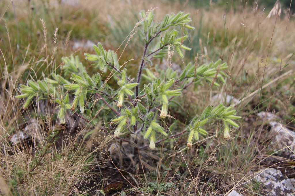 Onosma visianii from Pernik, Bulgaria on June 17, 2018 at 09:36 AM by ...