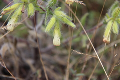 Onosma visianii
