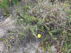 Opuntia anahuacensis