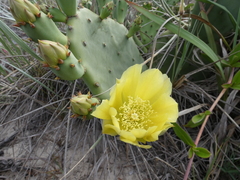 Opuntia anahuacensis